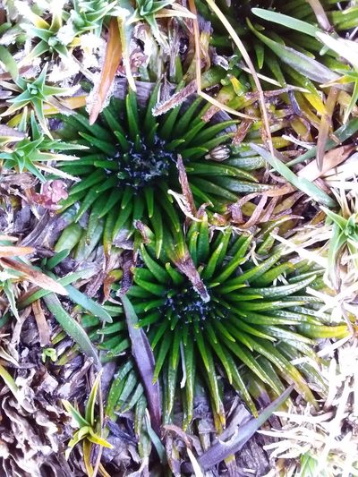 Isoetes andicola, photographed by Humber Alberto