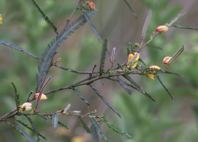 Chamaecrista mimosoides