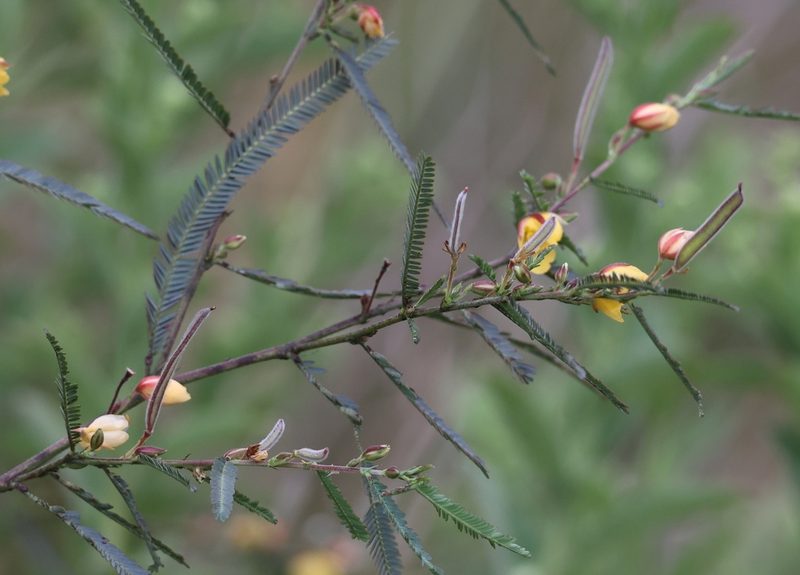 Chamaecrista mimosoides, photographed by Mark Liptrot