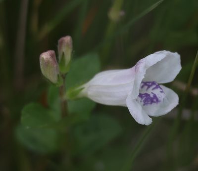 Asystasia intrusa, photographed by Mark Liptrot