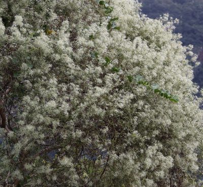 Clematis brachiata, photographed by Mark Liptrot