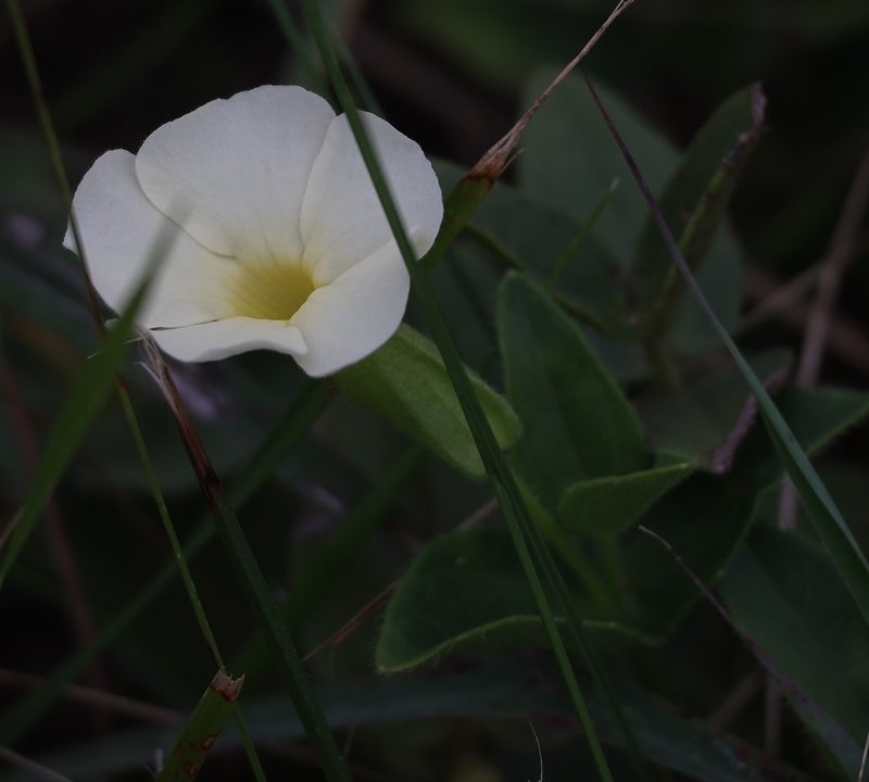Thunbergia atriplicifolia, photographed by Mark Liptrot