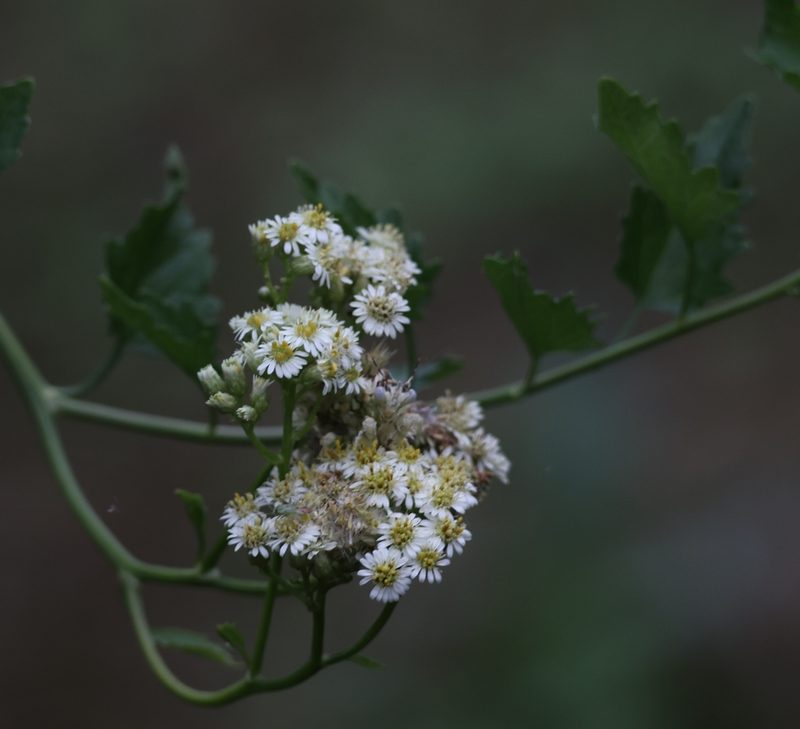 Microglossa mespilifolia, photographed by Mark Liptrot