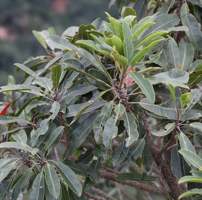 Protorhus longifolia, photographed by Mark Liptrot