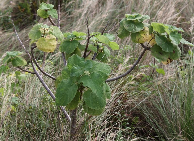 Tetradenia riparia, photographed by Mark Liptrot