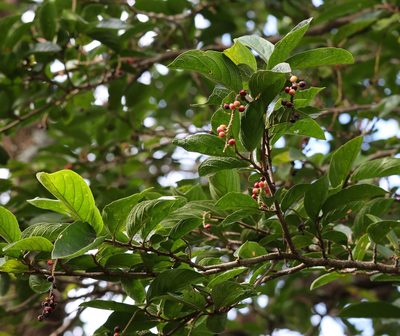 Antidesma venosum