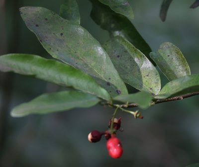 Monanthotaxis afra, photographed by Mark Liptrot
