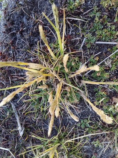 Cinnagrostis rigescens, photographed by Humber Alberto