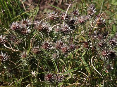 Macledium speciosum, photographed by Mark Liptrot