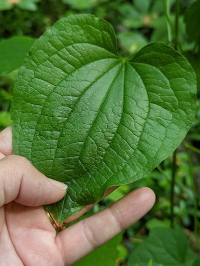 Smilax pulverulenta, photographed by Alison Northup