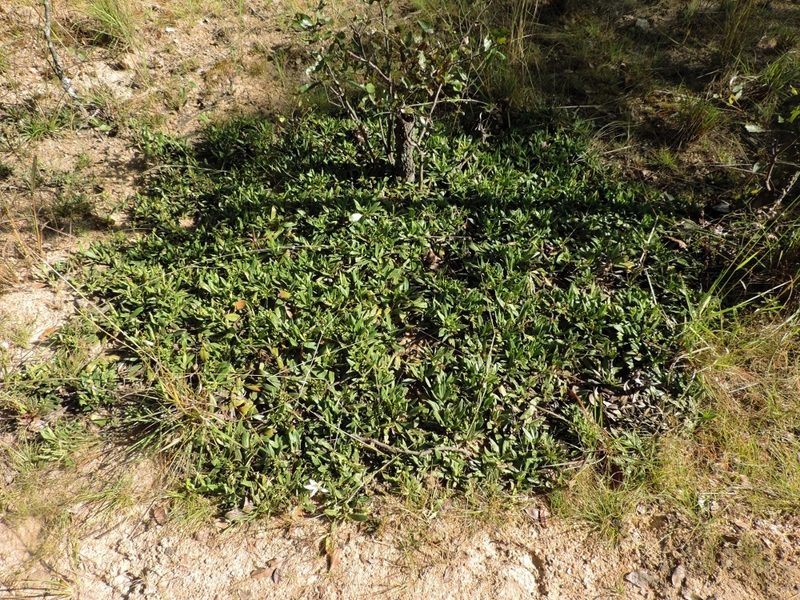 Leptactina benguelensis, photographed by i_c_riddell