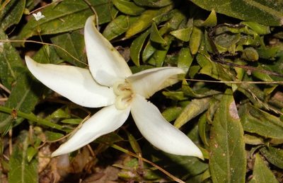 Leptactina benguelensis, photographed by i_c_riddell