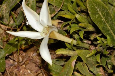 Leptactina benguelensis, photographed by i_c_riddell