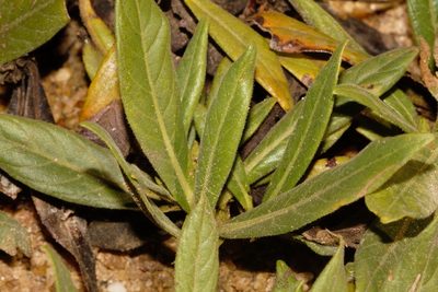 Leptactina benguelensis, photographed by i_c_riddell