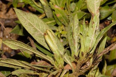 Leptactina benguelensis, photographed by i_c_riddell