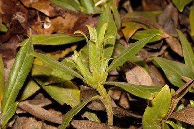 Leptactina benguelensis, photographed by i_c_riddell