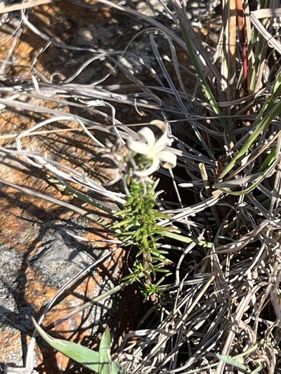 Wahlenbergia cinerea, photographed by Charleen Brunke