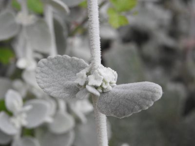 Pseudodictamnus mediterraneus, photographed by Yves Bas