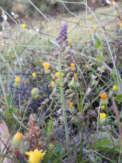 Muscari spreitzenhoferi, photographed by Yves Bas