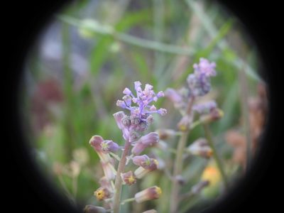 Muscari spreitzenhoferi, photographed by Yves Bas