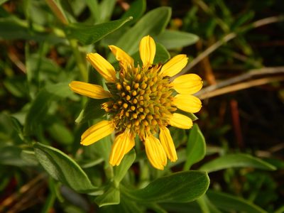 Borrichia frutescens, photographed by Ryan Watson