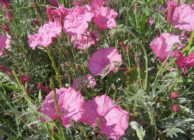 Convolvulus althaeoides, photographed by Marco Mussita