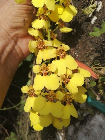 Rossioglossum ampliatum, photographed by Andres Hernandez