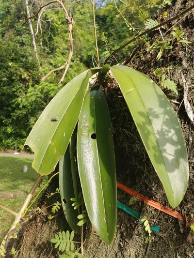 Rossioglossum ampliatum, photographed by Andres Hernandez