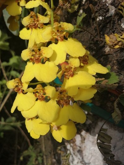 Rossioglossum ampliatum, photographed by Andres Hernandez
