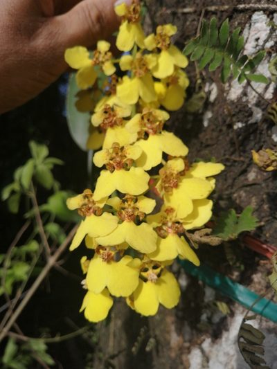 Rossioglossum ampliatum, photographed by Andres Hernandez