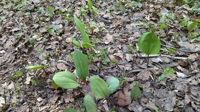 Erythronium sibiricum, photographed by Екатерина Гущина