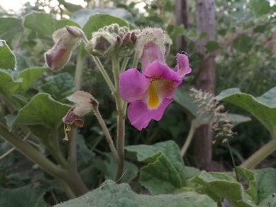 Proboscidea louisianica, photographed by Karla M. Benítez