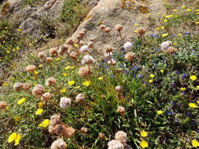 Armeria berlengensis, photographed by Duarte Frade