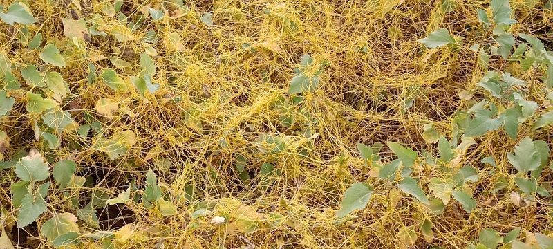 Cuscuta campestris, photographed by Udi Oron אודי אורון
