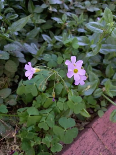 Oxalis tragopoda, photographed by Christiaan Viljoen
