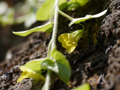 Nanorrhinum incanum, photographed by Dinesh Valke