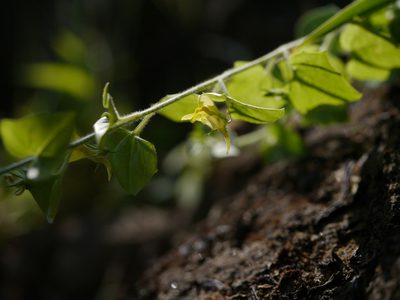 Nanorrhinum incanum, photographed by Dinesh Valke
