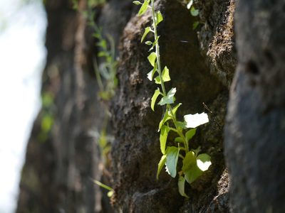 Nanorrhinum incanum, photographed by Dinesh Valke