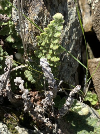 Cosentinia vellea, photographed by Thomas Dreux
