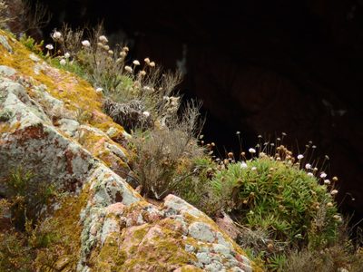 Armeria berlengensis, photographed by Duarte Frade