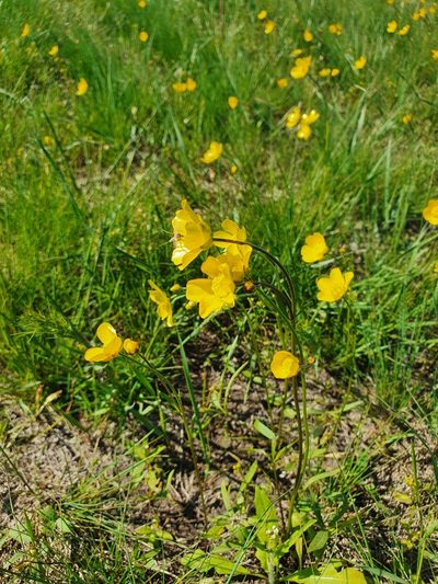 Ranunculus pedatus, photographed by Анна Митрошенкова
