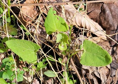 Polygonum perfoliatum, photographed by Navin Sasikumar