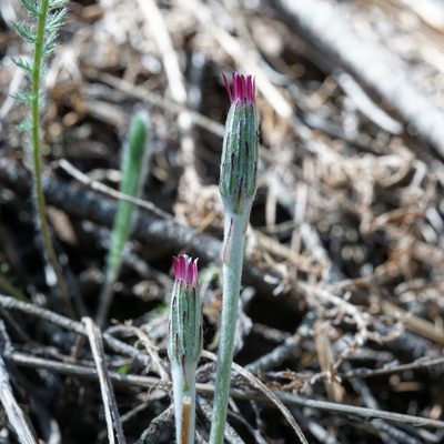 Leibnitzia lyrata, photographed by Andrew Tree