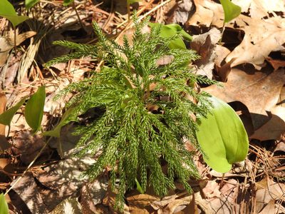 Dendrolycopodium obscurum, photographed by Erik Schiff