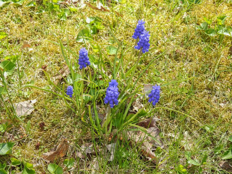 Muscari armeniacum, photographed by Erik Schiff