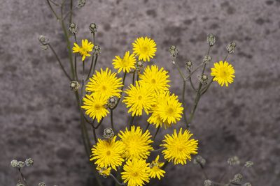 Crepis vesicaria, photographed by Eleftherios Katsillis