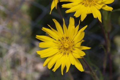 Tragopogon orientalis, photographed by Eleftherios Katsillis