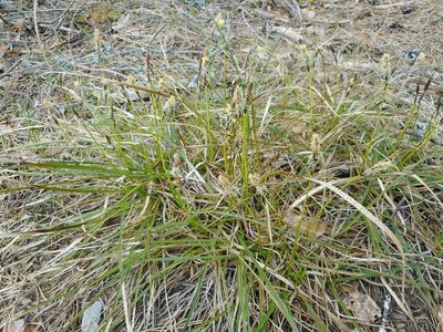 Carex ericetorum, photographed by Eugene Popov