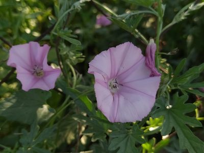 Convolvulus althaeoides, photographed by Vasileia Sef
