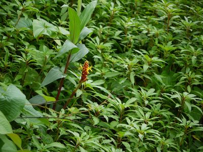 Zingiber neesanum, photographed by Dinesh Valke